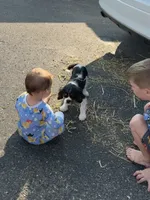 Winky, a male Cavalier King Charles Spaniel for sale in Remer, MN – 8 of 10
