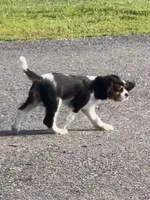 Winky, a male Cavalier King Charles Spaniel for sale in Remer, MN – 7 of 10