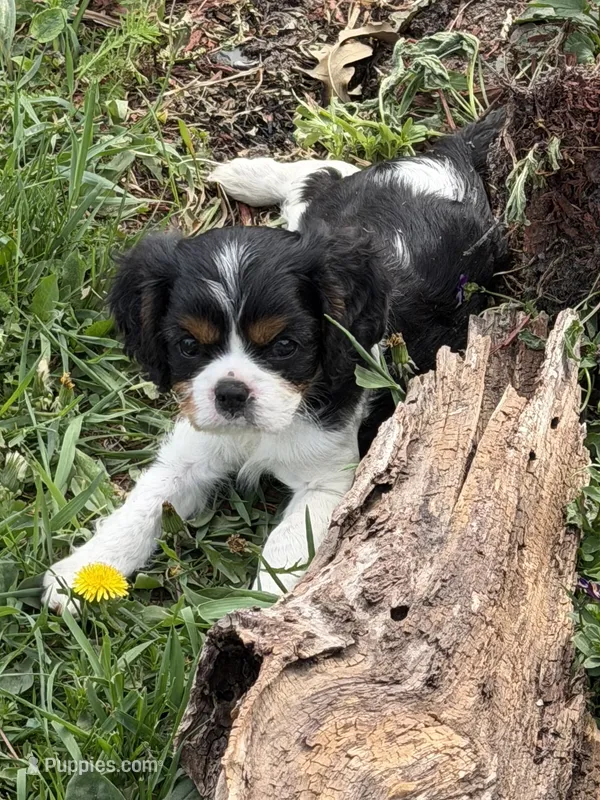Carter – Cavalier King Charles Spaniel puppy for sale in Remer, MN