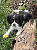 Carter, a male Cavalier King Charles Spaniel for sale in Remer, MN – 1 of 8