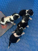 Conway, a male Cavalier King Charles Spaniel for sale in Remer, MN – 5 of 8