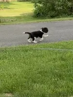 Cowboy , a male Cavalier King Charles Spaniel for sale in Remer, MN – 2 of 9