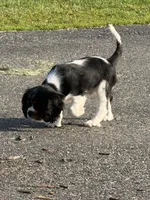 Winky, a male Cavalier King Charles Spaniel for sale in Remer, MN – 5 of 10