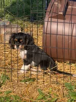Cowboy , a male Cavalier King Charles Spaniel for sale in Remer, MN – 5 of 10