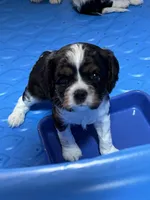 Conway, a male Cavalier King Charles Spaniel for sale in Remer, MN – 7 of 8