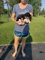 Cowboy , a male Cavalier King Charles Spaniel for sale in Remer, MN – 4 of 10