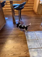 Popeye, a male Cavalier King Charles Spaniel for sale in Remer, MN – 3 of 4