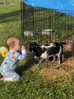 Cowboy , a male Cavalier King Charles Spaniel for sale in Remer, MN – 7 of 10