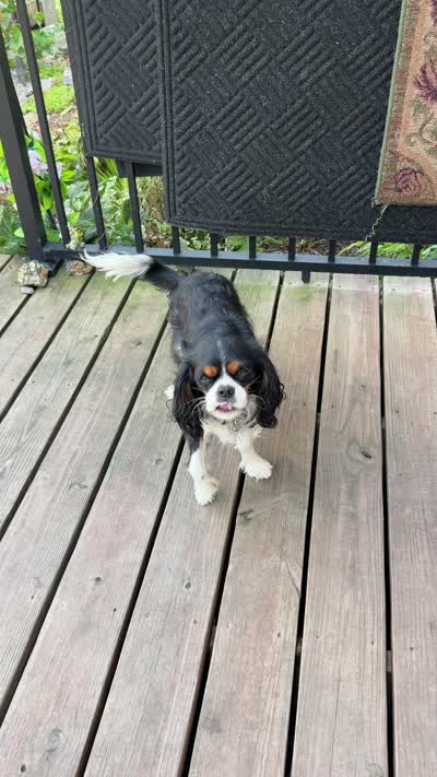 Ryder , a male Cavalier King Charles Spaniel for sale in Remer, MN – 7 of 7