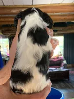 Conway, a male Cavalier King Charles Spaniel for sale in Remer, MN – 4 of 8