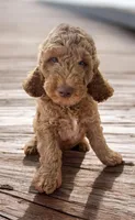 Blue Collar , a male Goldendoodle for sale in Jacksonville, FL – 1 of 2