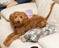 Benny , a male Miniature Goldendoodle for sale in Jacksonville, FL – 2 of 3