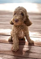 Blue Collar , a male Goldendoodle for sale in Jacksonville, FL – 2 of 2