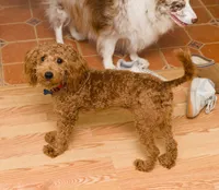 Benny , a male Miniature Goldendoodle for sale in Jacksonville, FL – 3 of 3