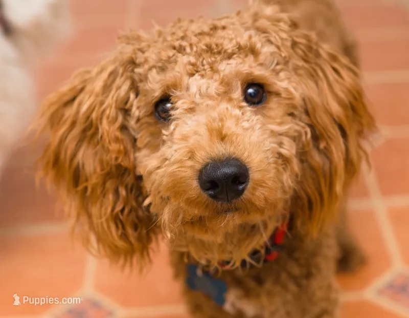 Benny  – Miniature Goldendoodle puppy for sale in Jacksonville, FL