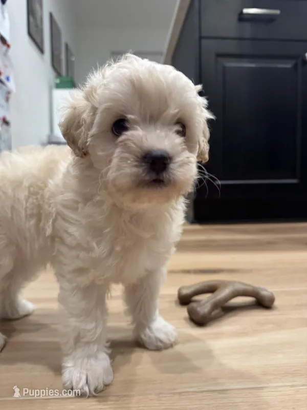Rocky – Maltipoo puppy for sale in Conroe, TX