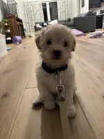 Rocky, a male Maltipoo for sale in Conroe, TX – Photo 3 of 3