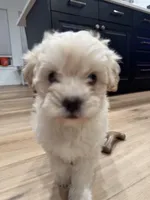 Rocky, a male Maltipoo for sale in Conroe, TX – Photo 2 of 3