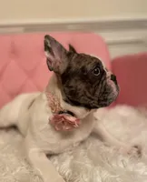 Coco, a female French Bulldog for sale in Boyds, MD – Photo 3 of 5