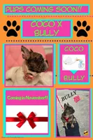 Coco, a female French Bulldog for sale in Boyds, MD – Photo 2 of 5