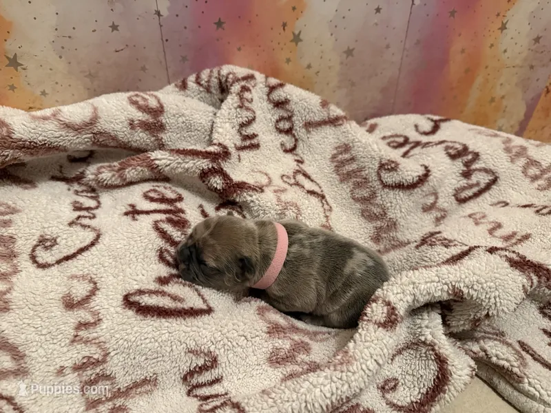 Oreo – French Bulldog puppy for sale in Boyds, MD