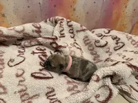Oreo, a female French Bulldog for sale in Boyds, MD – 1 of 1