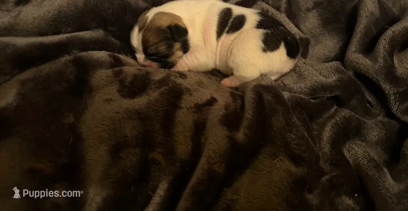 Honey – French Bulldog puppy for sale in Boyds, MD