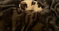 Honey, a female French Bulldog for sale in Boyds, MD – 1 of 1