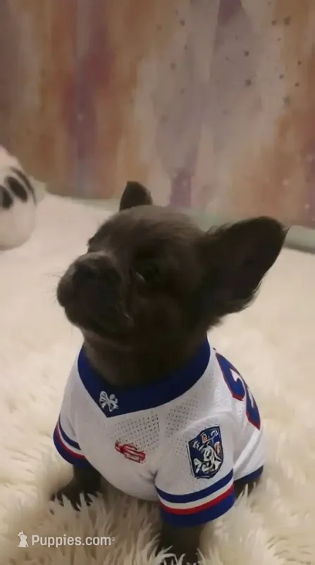 Puppy 5 – French Bulldog puppy for sale in Boyds, MD
