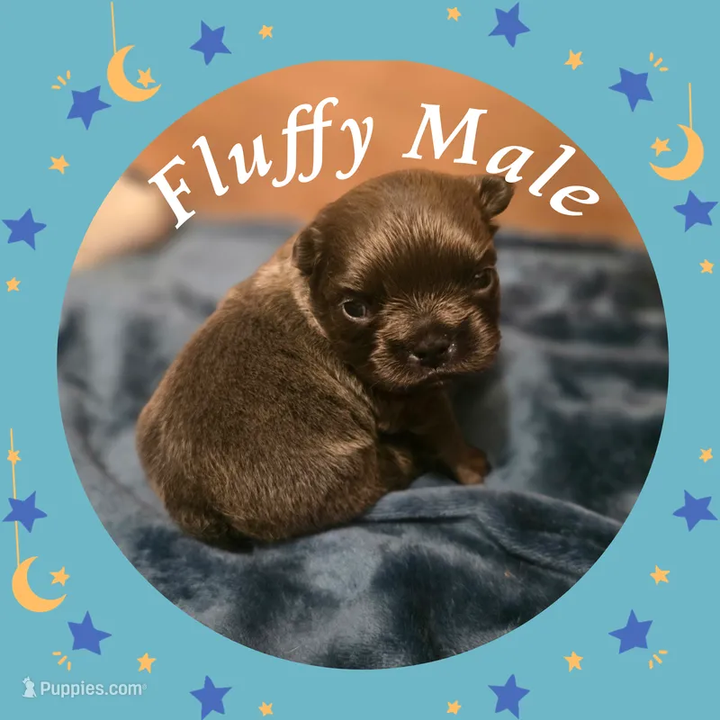 Puppy 5 – French Bulldog puppy for sale in Boyds, MD