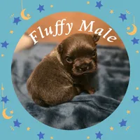 Puppy 5, a male French Bulldog for sale in Boyds, MD – 1 of 2