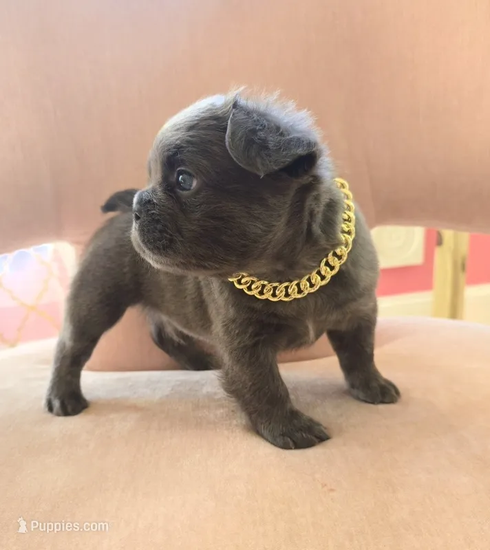 Puppy 4 – French Bulldog puppy for sale in Boyds, MD
