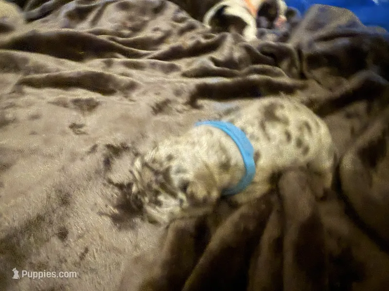 Thor – French Bulldog puppy for sale in Boyds, MD