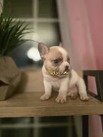 processed/c0bba478-3c23-48e0-af1e-298df9d894ed/listing/4f42243f-6cf6-4ca3-b2c0-04e7788b498b/bebfbabd-0316-4e09-8410-9d288b69f81f