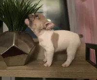 processed/c0bba478-3c23-48e0-af1e-298df9d894ed/listing/4f42243f-6cf6-4ca3-b2c0-04e7788b498b/f11523d7-7051-4c93-9710-544d8f4e68cc