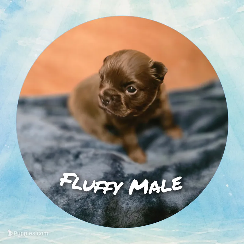 Puppy 4 – French Bulldog puppy for sale in Boyds, MD