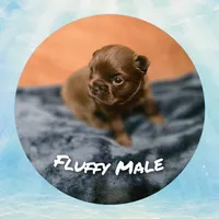 Puppy 4, a male French Bulldog for sale in Boyds, MD – 2 of 3