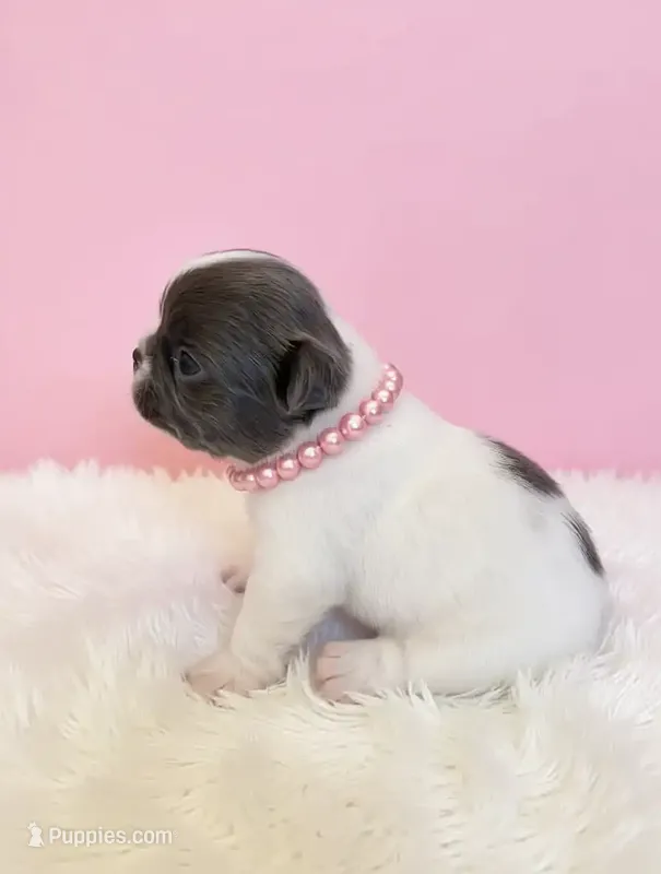 Puppy 2 – French Bulldog puppy for sale in Boyds, MD