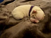 Bella, a female French Bulldog for sale in Boyds, MD – 1 of 1