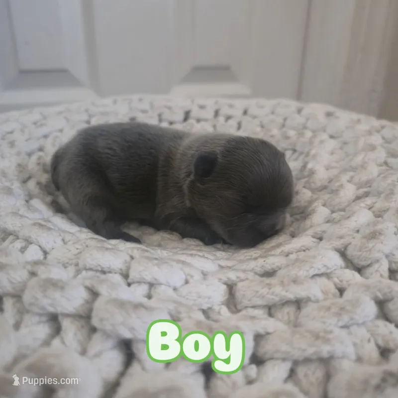 Puppy 4 – French Bulldog puppy for sale in Boyds, MD