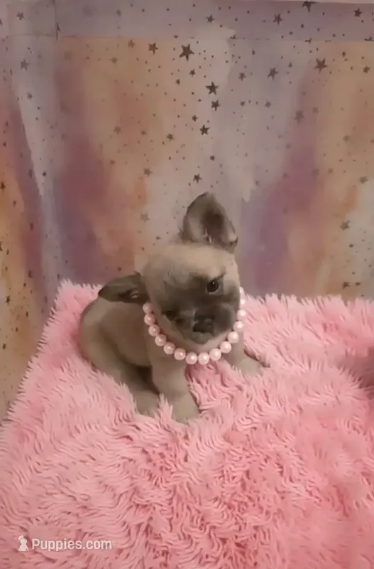 Juicy – French Bulldog puppy for sale in Boyds, MD