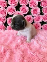 Puppy 2, a female French Bulldog for sale in Boyds, MD – 2 of 3