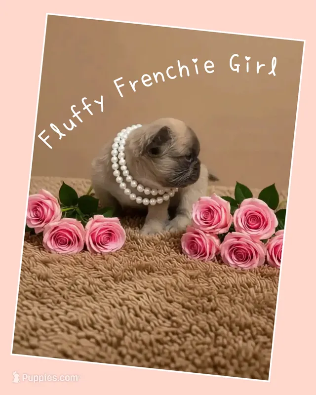 Puppy 1 – French Bulldog puppy for sale in Boyds, MD