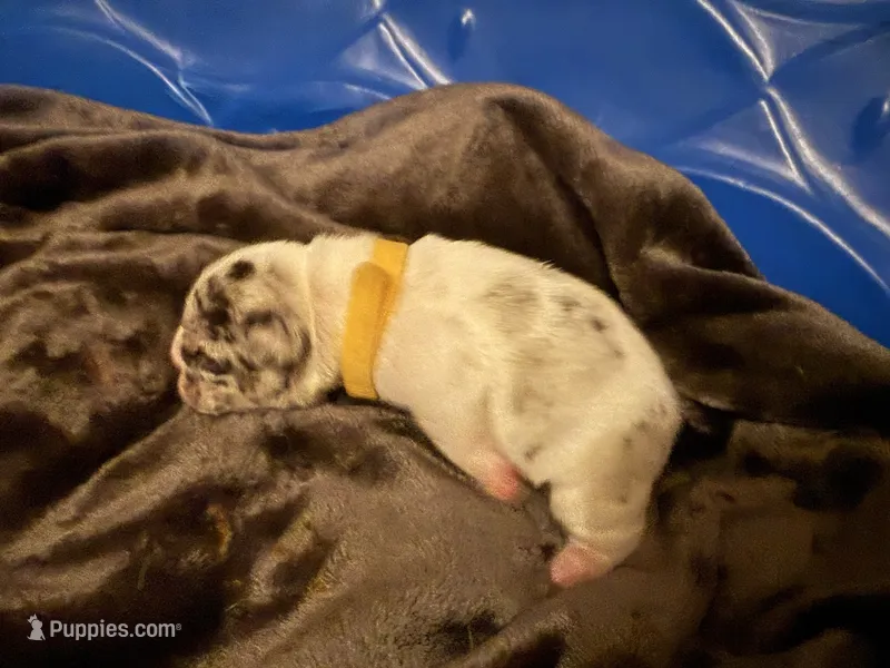 Daisy – French Bulldog puppy for sale in Boyds, MD