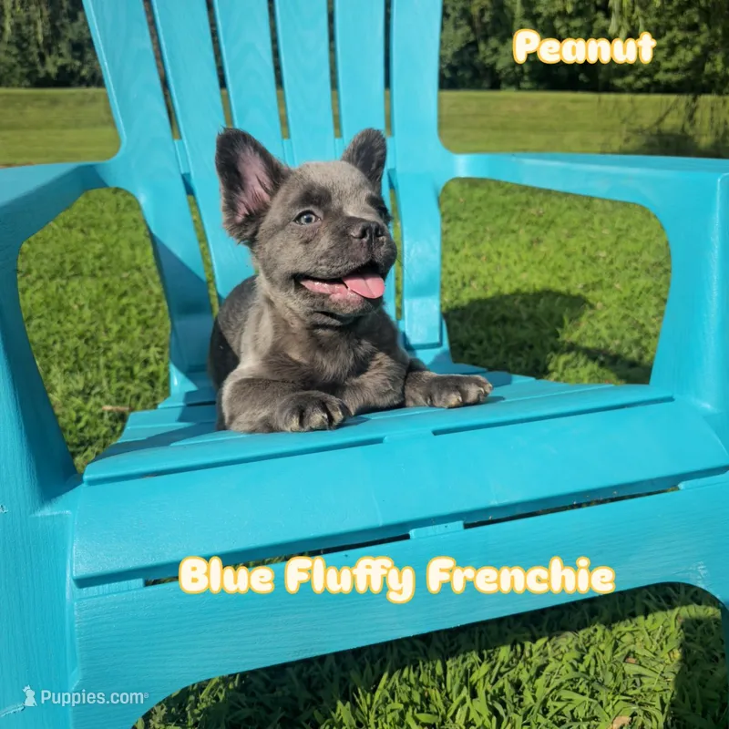 Peanut – French Bulldog puppy for sale in Boyds, MD
