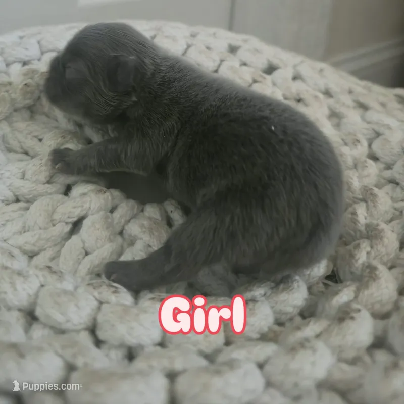 Puppy 3 – French Bulldog puppy for sale in Boyds, MD