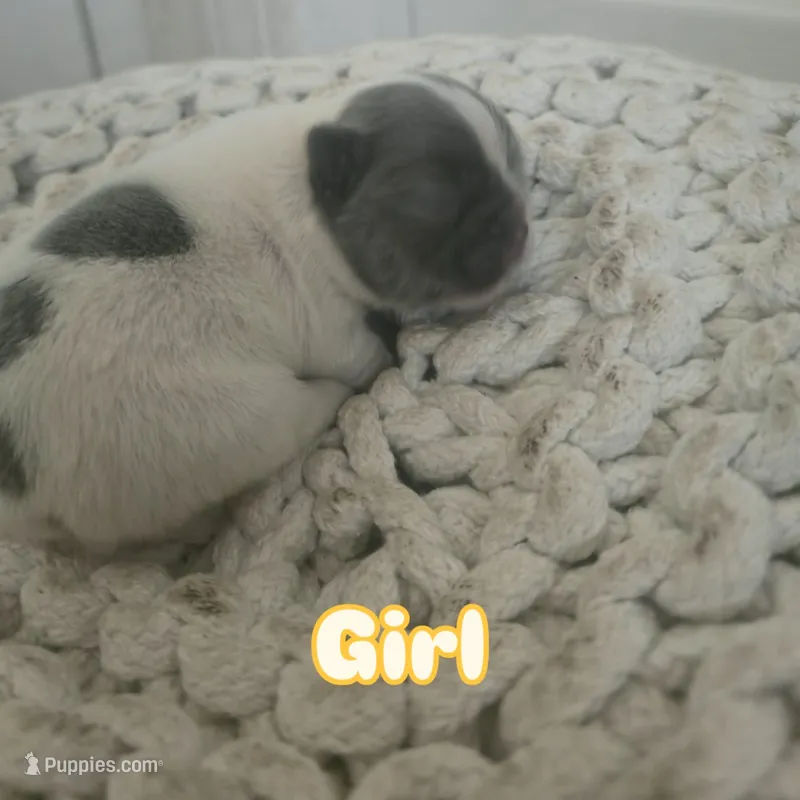 Puppy 2 – French Bulldog puppy for sale in Boyds, MD