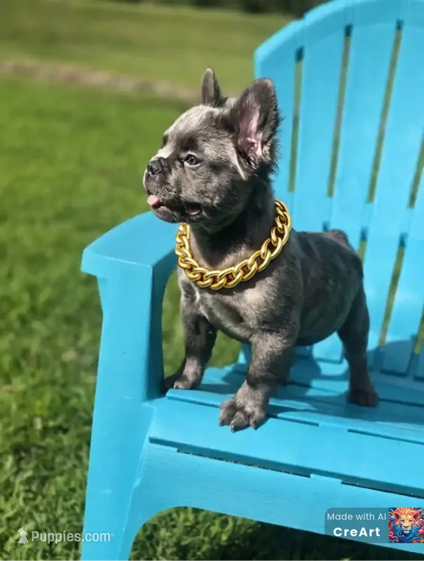 Chubbs – French Bulldog puppy for sale in Boyds, MD