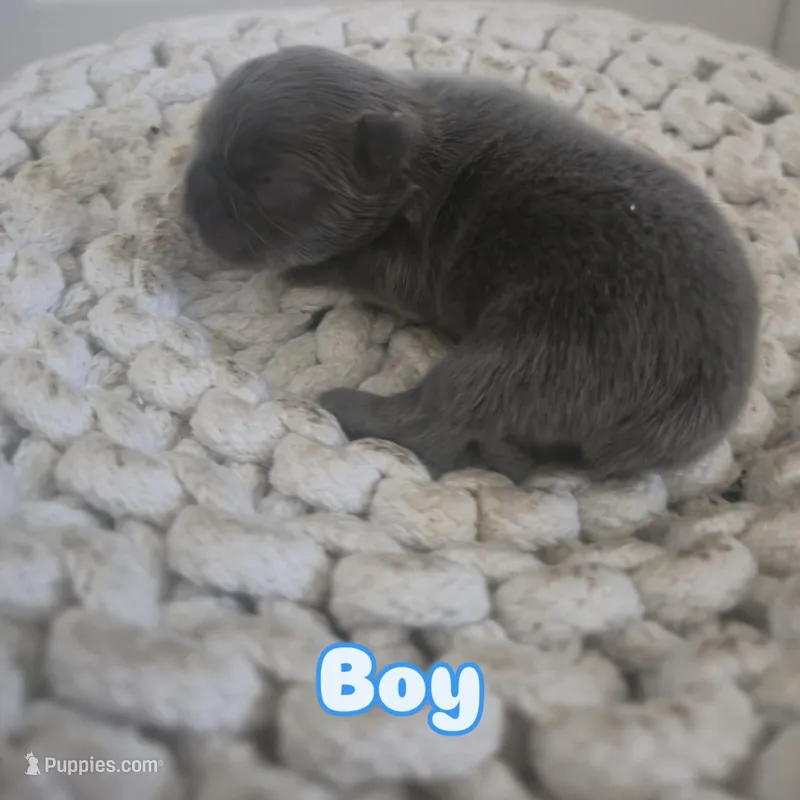Puppy 5 – French Bulldog puppy for sale in Boyds, MD
