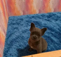 Peanut, a male French Bulldog for sale in Boyds, MD – 2 of 4